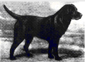Labrador Dual CH Banchory Bolo_II